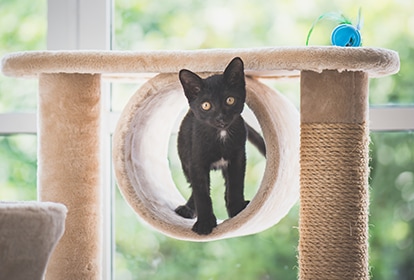 Cats love climbing - clean their mess on their way up with Vileda JetClean Pet